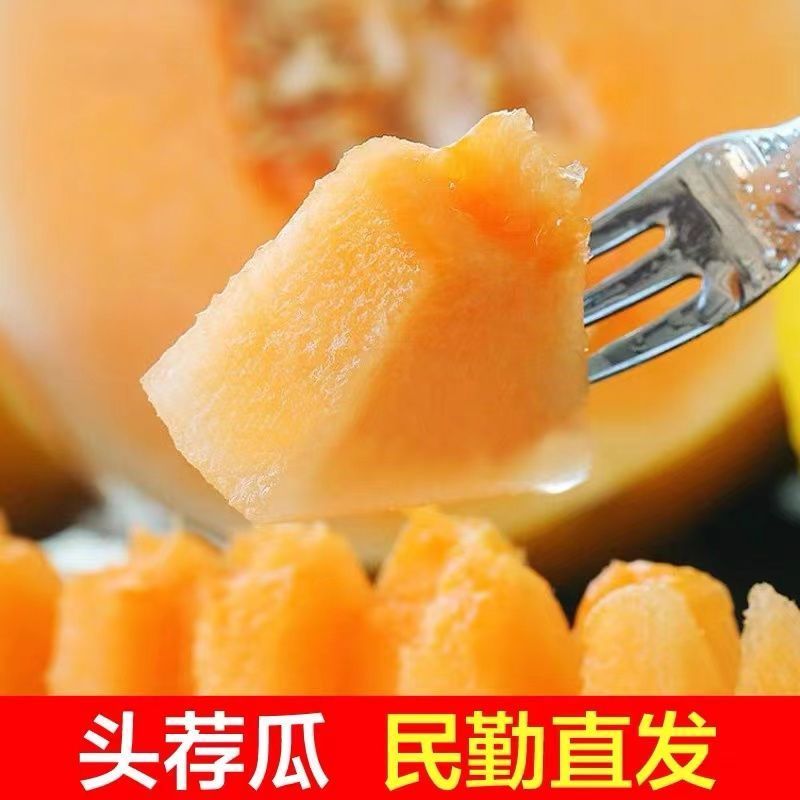 甘肃红金宝蜜瓜产地直发，品质保证，量大从优，欢迎选购