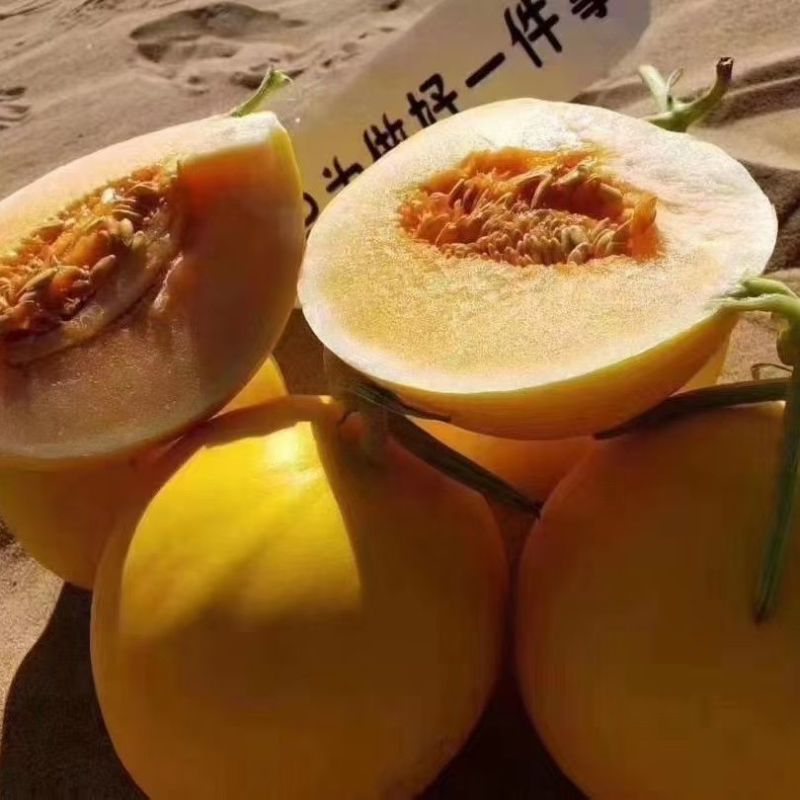 甘肃红金宝蜜瓜产地直发，品质保证，量大从优，欢迎选购