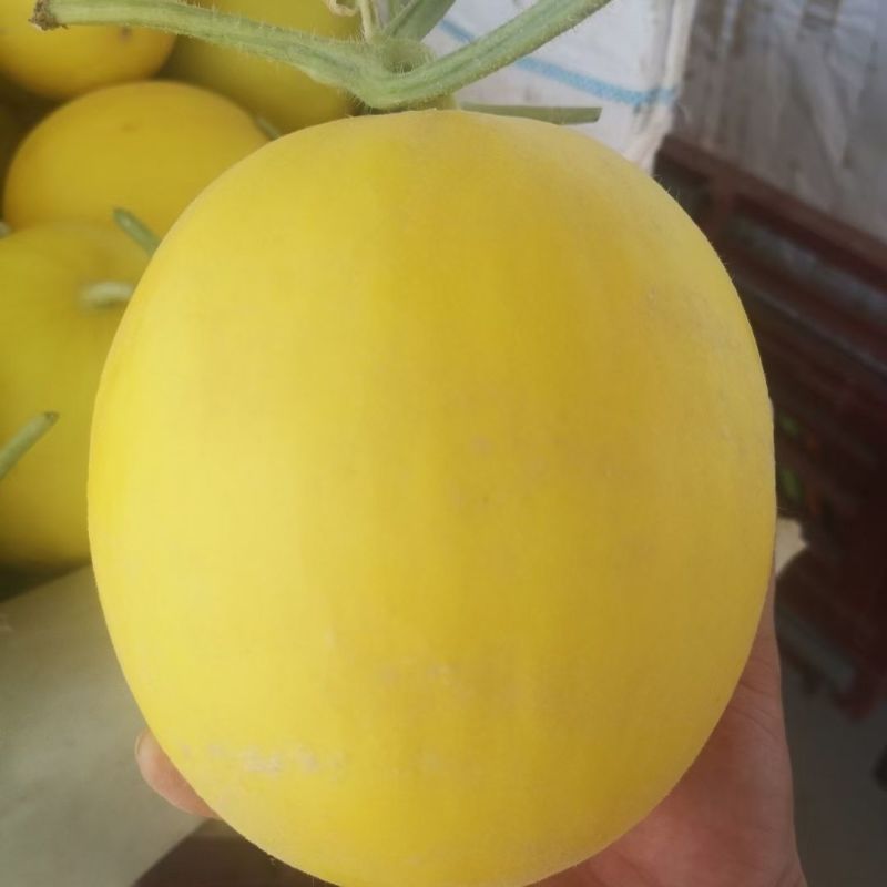 甘肃红金宝蜜瓜产地直发，品质保证，量大从优，欢迎选购