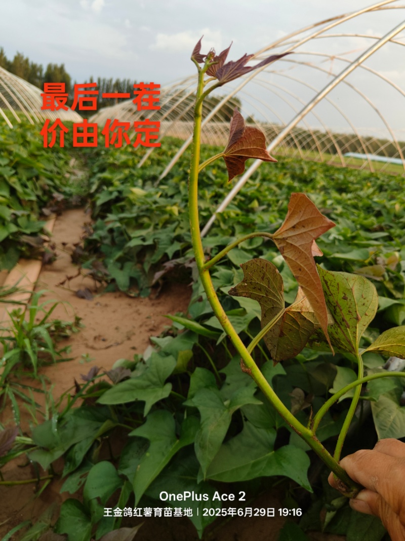 冷棚原种商薯19，基地供苗，一手货源价格合适