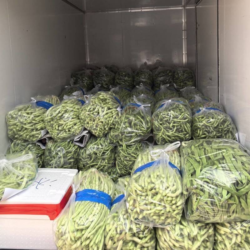沽源西辛营架豆市场