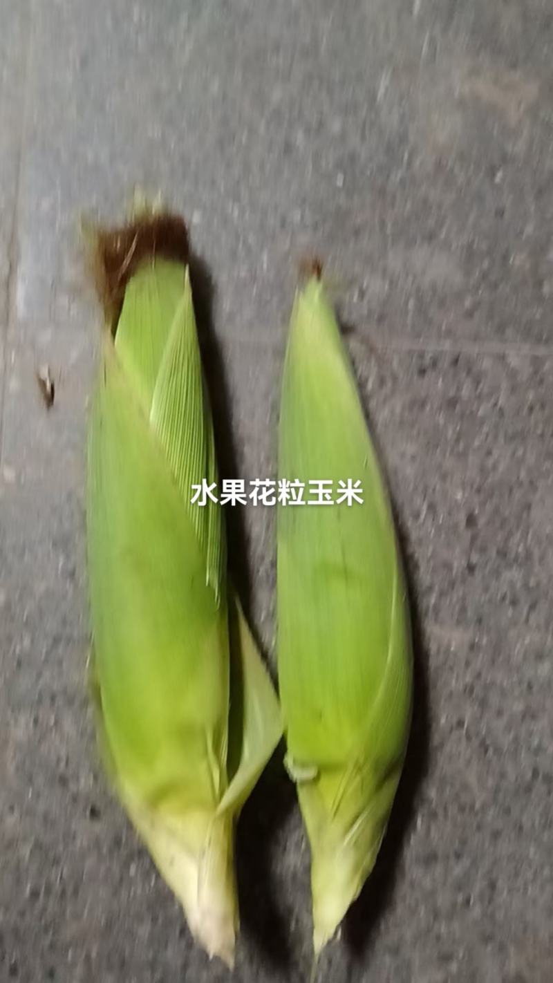 水果花粒玉米棒子大量有货，有需要的老板通过一亩田和我联系