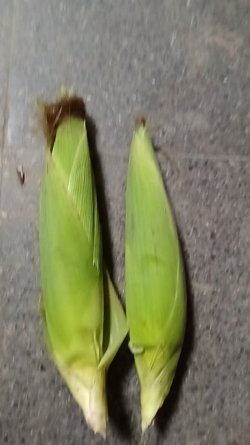水果花粒玉米棒子大量有货，有需要的老板通过一亩田和我联系