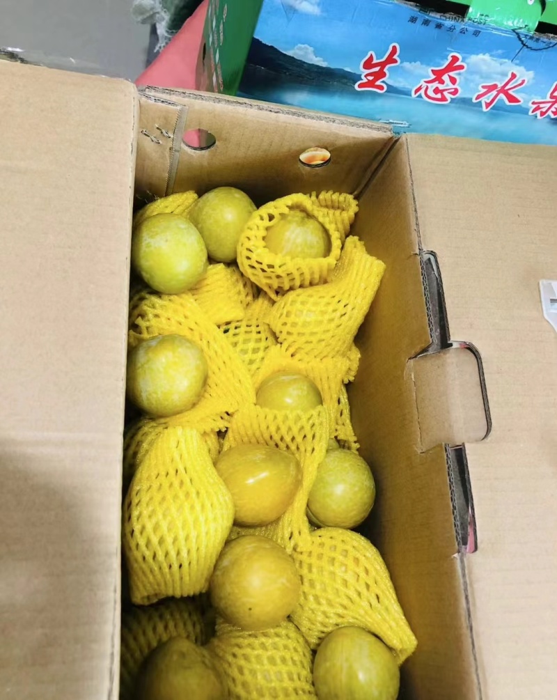 黄金奈李上市了