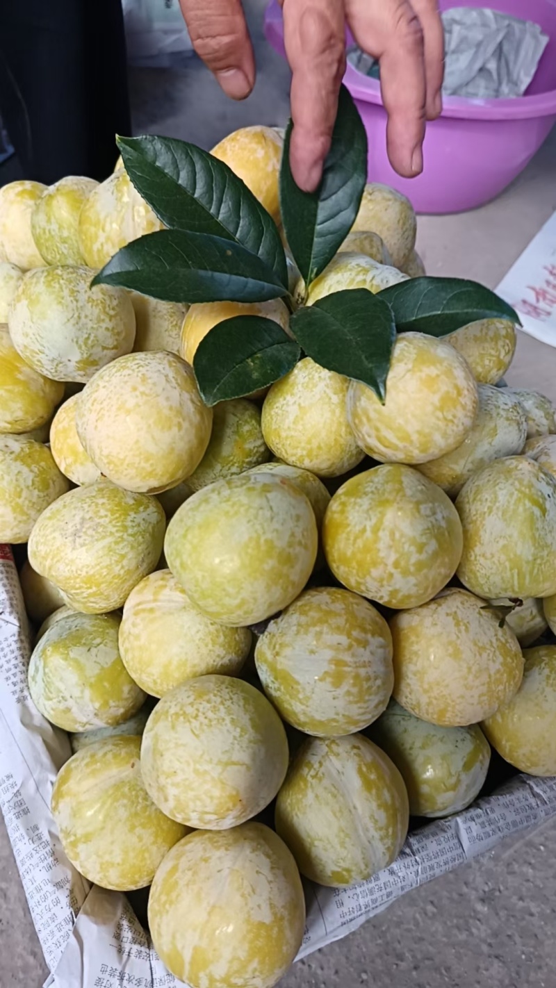 黄金奈李上市了