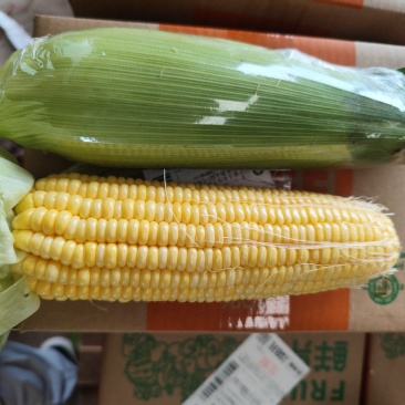 甜脆玉米，太阳花，花超，电商货一件代发。市场货整车供应。