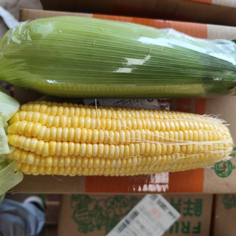 甜脆玉米，太阳花，花超，电商货一件代发。市场货整车供应。