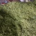 翠绿宝