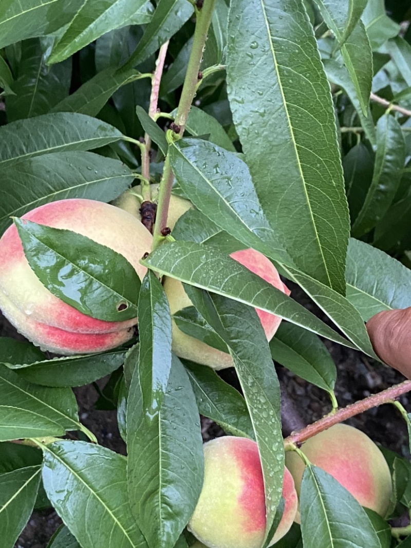 平武白花桃