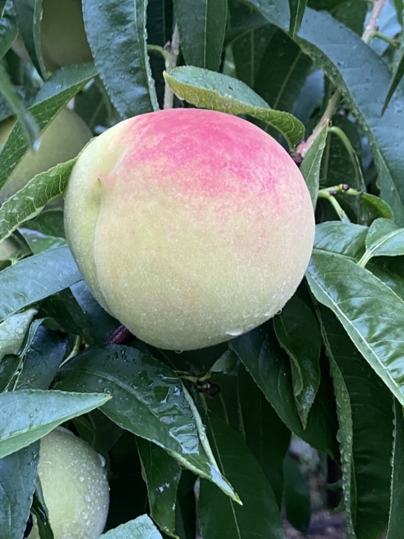 平武白花桃
