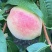 平武白花桃