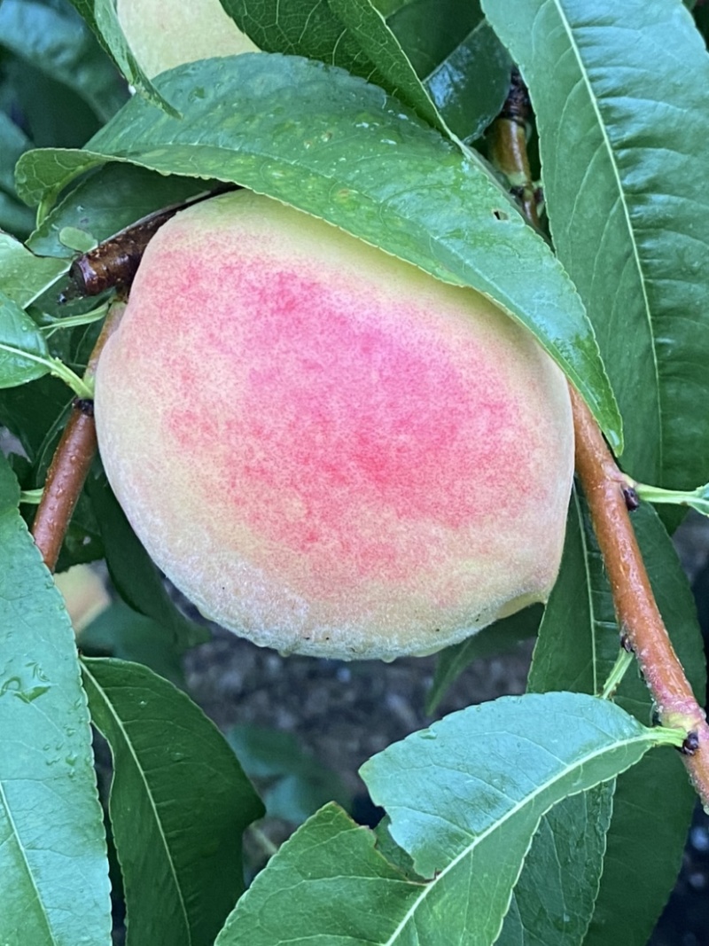 平武白花桃