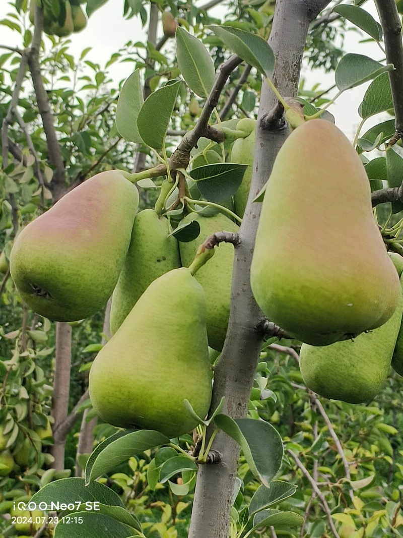高原巴梨，
