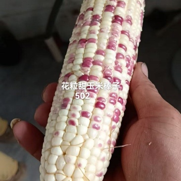 水果花粒玉米棒子大量有货，有需要的老板通过一亩田和我联系