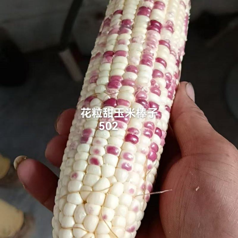 水果花粒玉米棒子大量有货，有需要的老板通过一亩田和我联系
