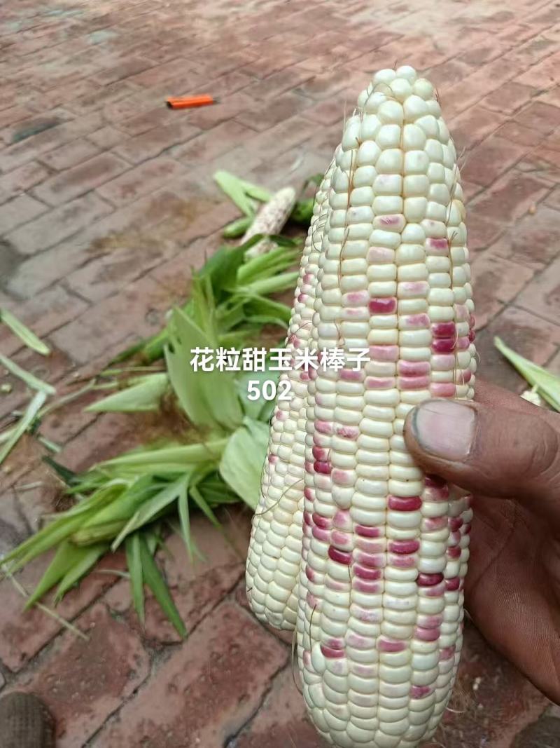 水果花粒玉米棒子大量有货，有需要的老板通过一亩田和我联系