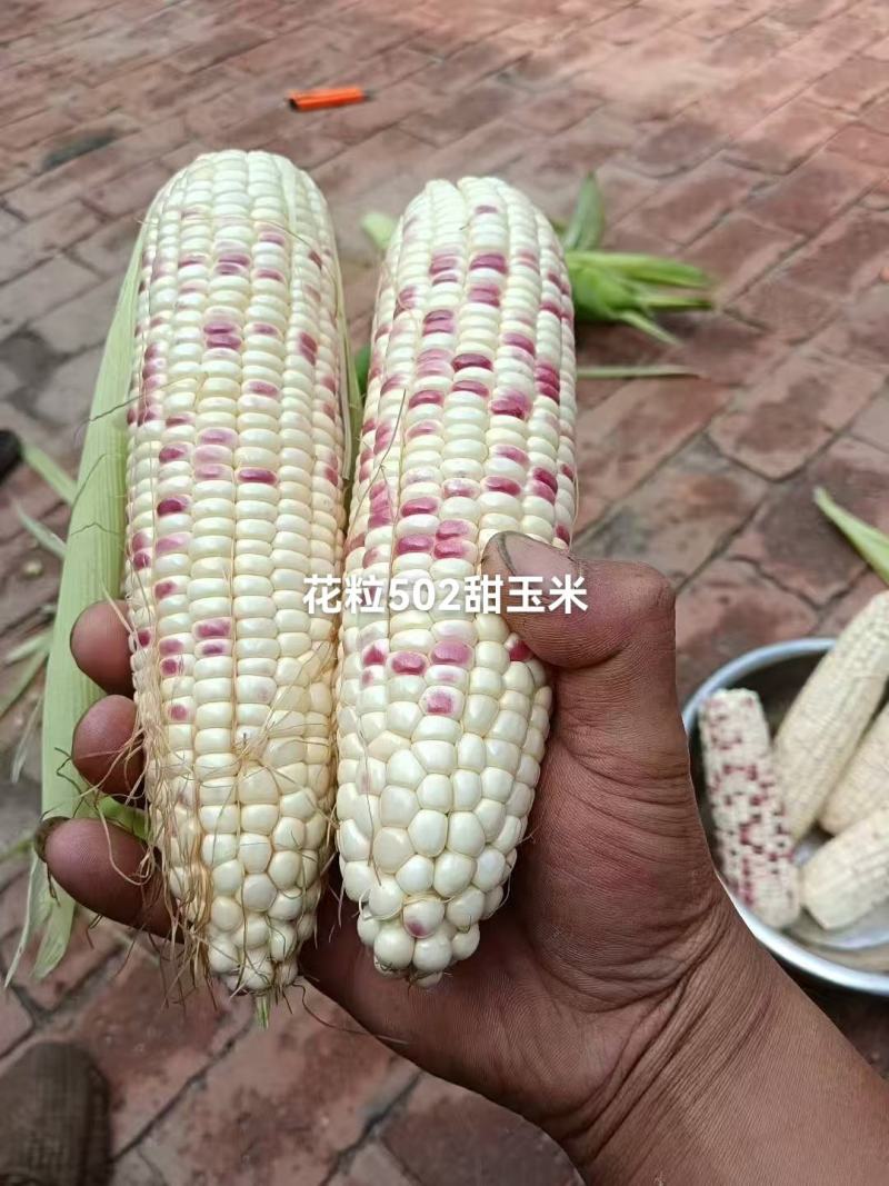 水果花粒玉米棒子大量有货，有需要的老板通过一亩田和我联系