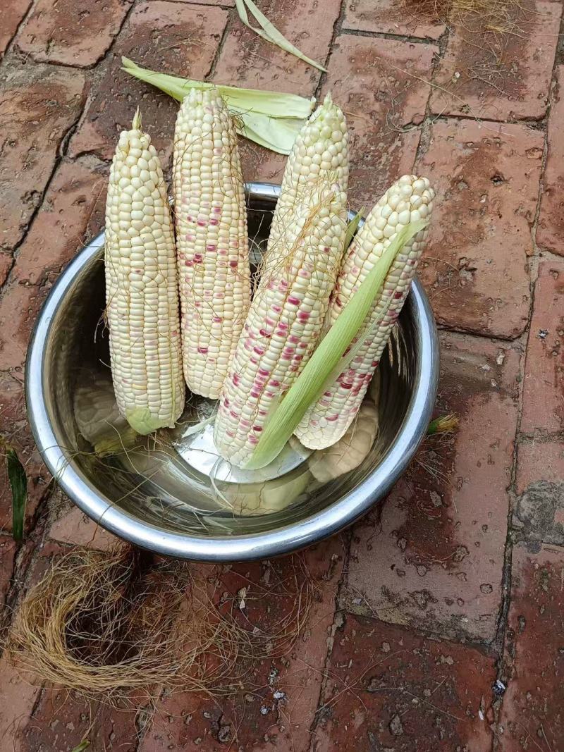 水果花粒玉米棒子大量有货，有需要的老板通过一亩田和我联系