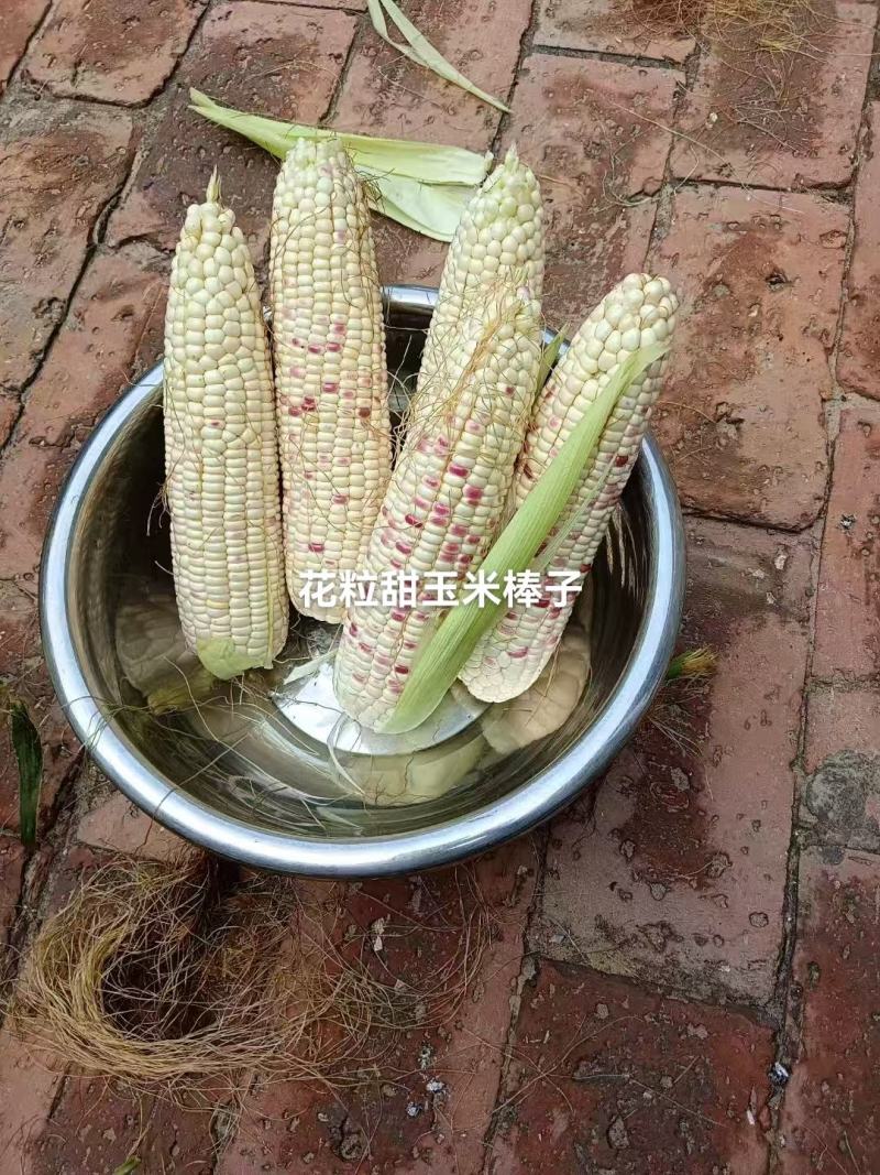 水果花粒玉米棒子大量有货，有需要的老板通过一亩田和我联系
