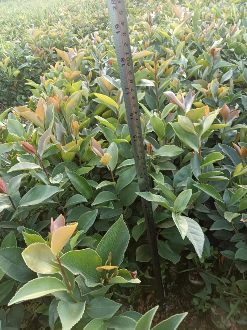 《油茶苗》贵州苗木基地