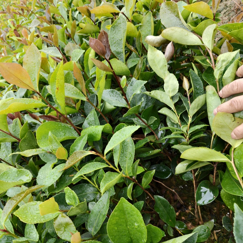 《油茶苗》贵州苗木基地