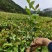 《油茶苗》贵州苗木基地