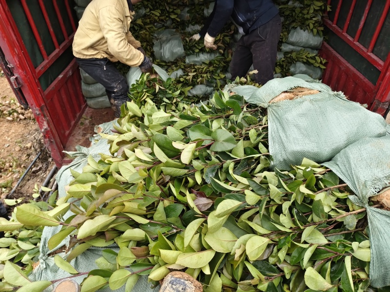 《油茶苗》贵州苗木基地