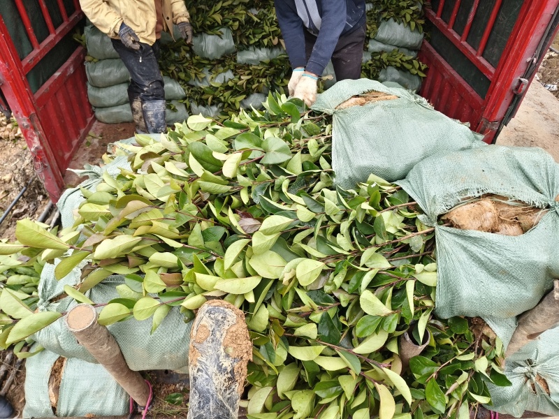 《油茶苗》贵州苗木基地