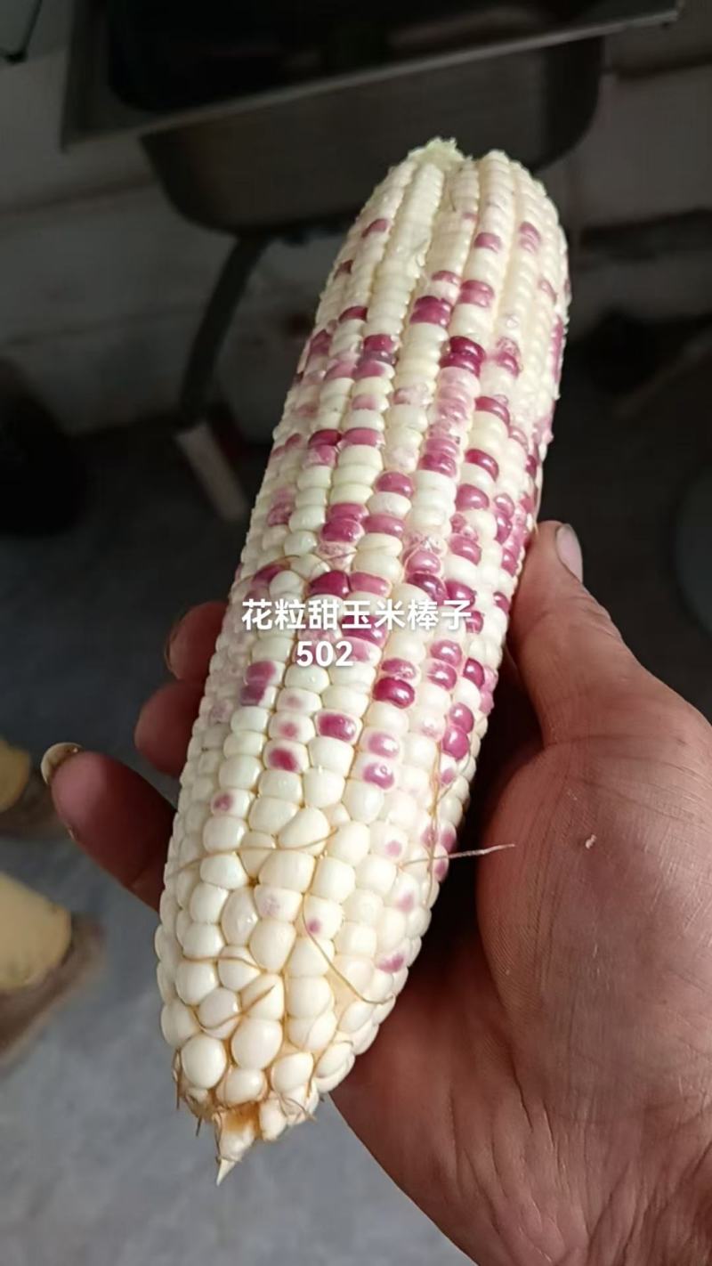 水果花粒玉米棒子大量有货，有需要的老板通过一亩田和我联系