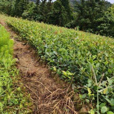 《油茶苗》贵州苗木基地