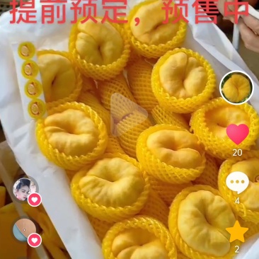 黄金蟠桃黄金巨蟠中蟠17