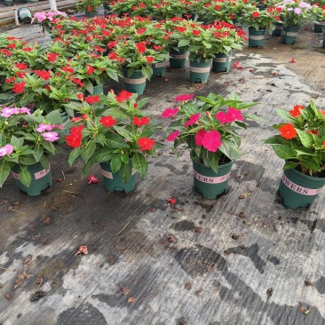 凤仙，大花凤仙，凤仙花，**凤仙花，基地常年养殖户，