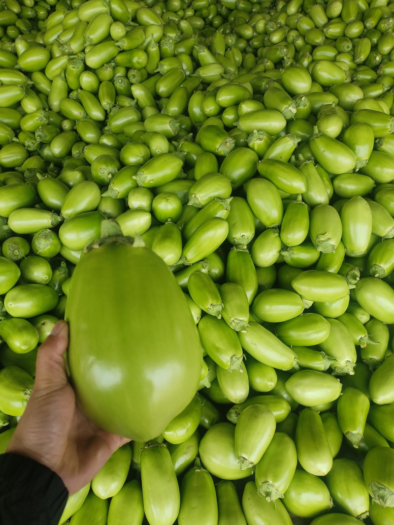 精品青茄无籽大量现货产地直供质量保证代发全国