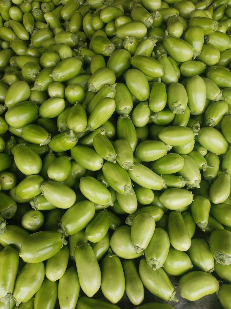 精品青茄无籽大量现货产地直供质量保证代发全国