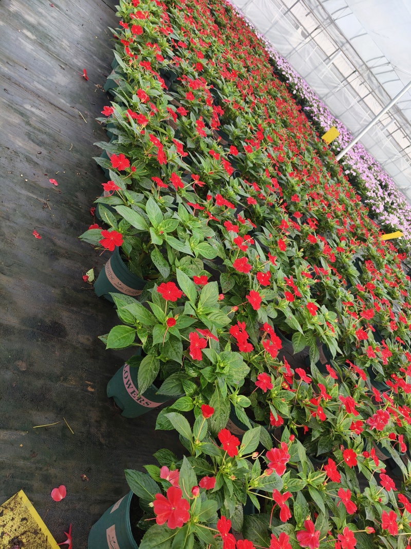 凤仙，大花凤仙，凤仙花，**凤仙花，基地常年养殖户，