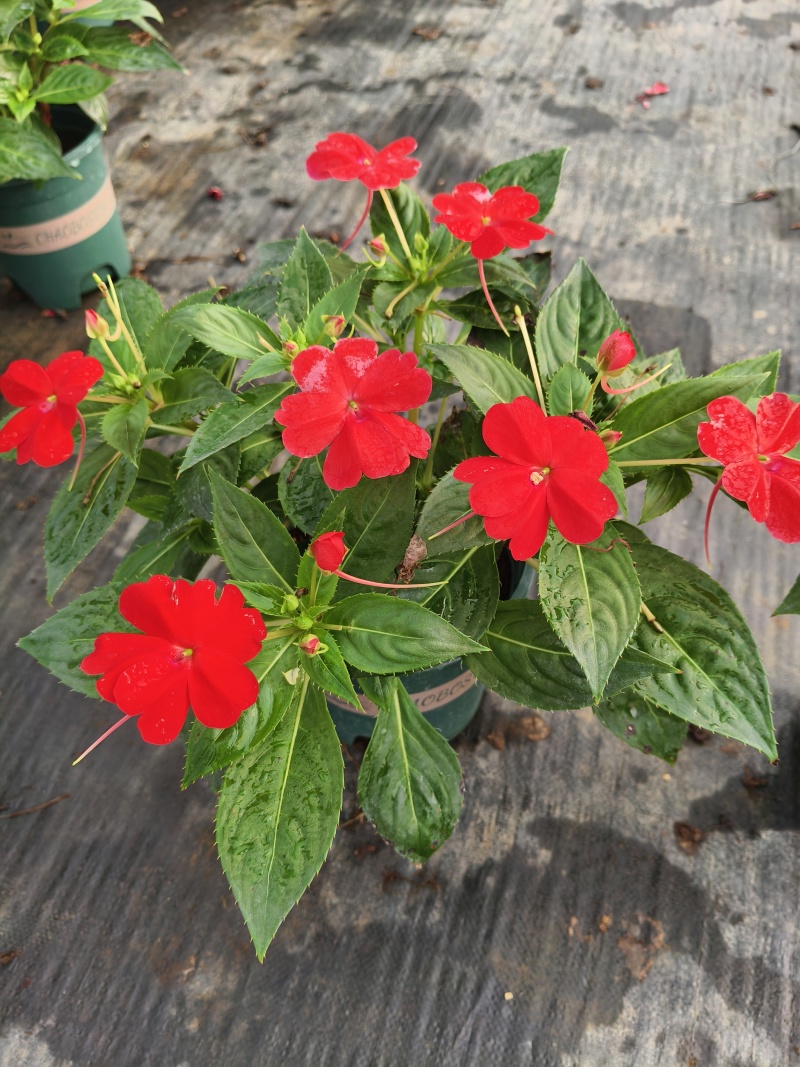 凤仙，大花凤仙，凤仙花，**凤仙花，基地常年养殖户，