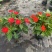 凤仙，大花凤仙，凤仙花，**凤仙花，基地常年养殖户，