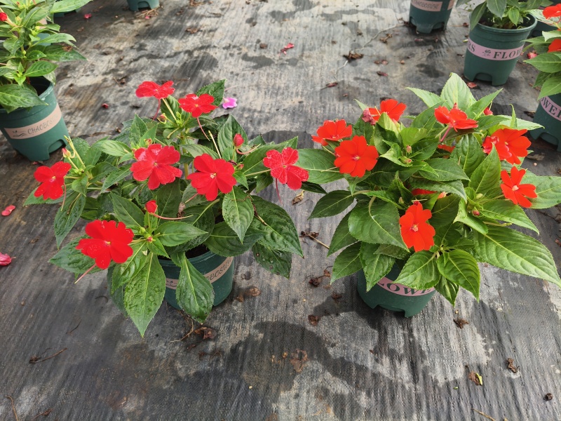 凤仙，大花凤仙，凤仙花，**凤仙花，基地常年养殖户，