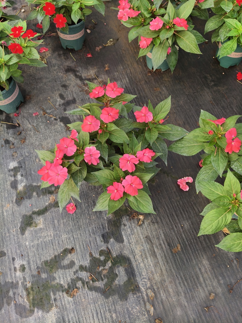 凤仙，大花凤仙，凤仙花，**凤仙花，基地常年养殖户，
