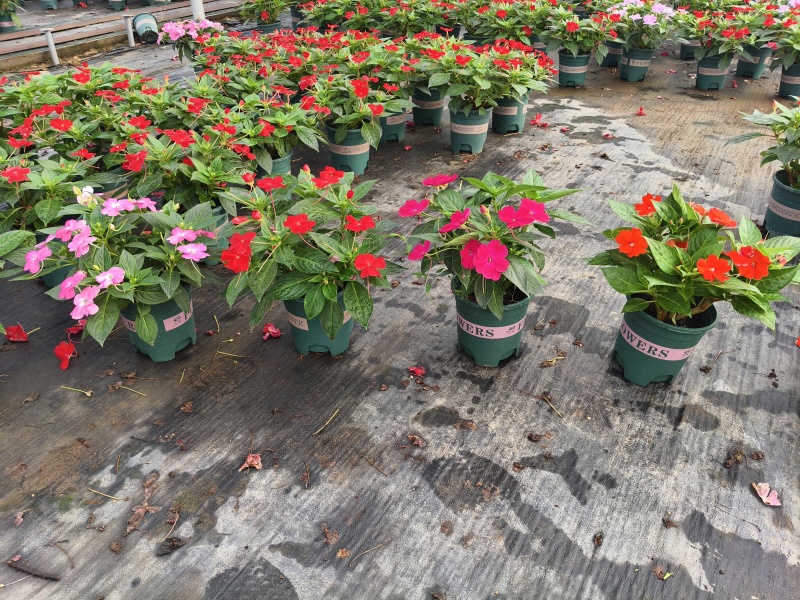凤仙，大花凤仙，凤仙花，**凤仙花，基地常年养殖户，