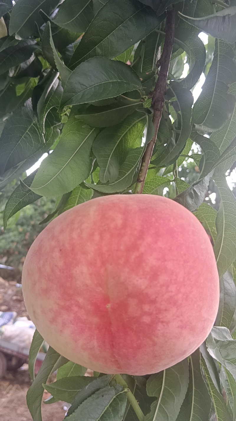 水蜜桃