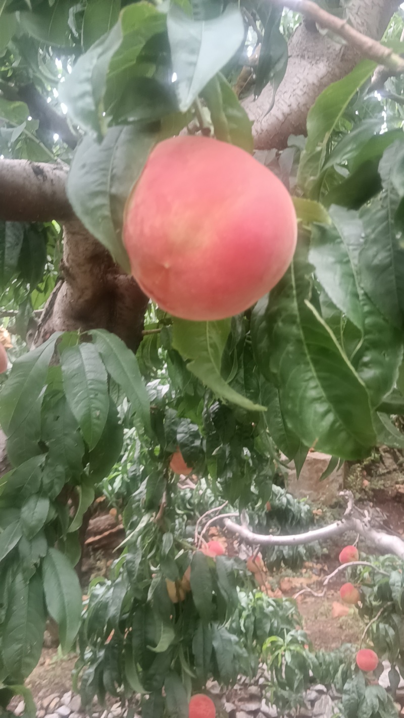 水蜜桃