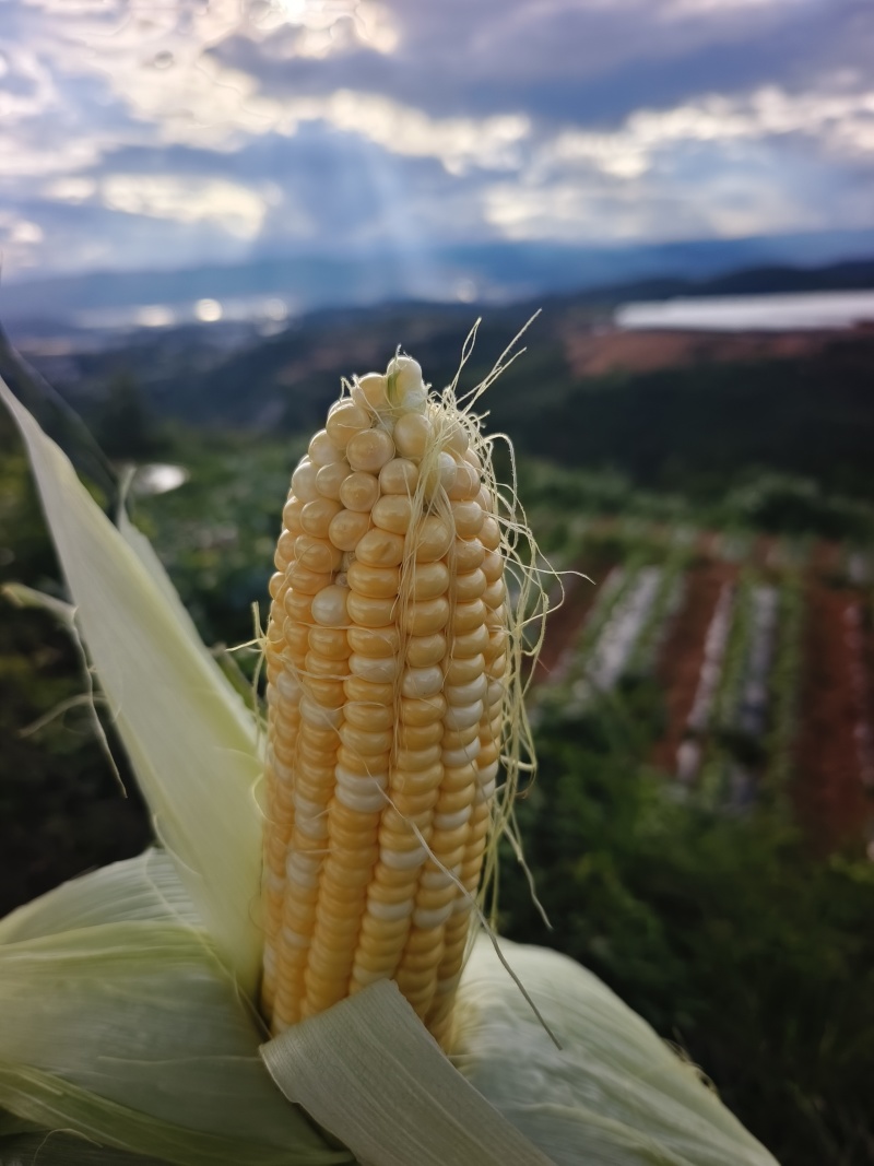 水果玉米