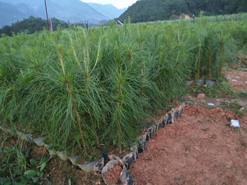 《松苗》贵州苗木基地直