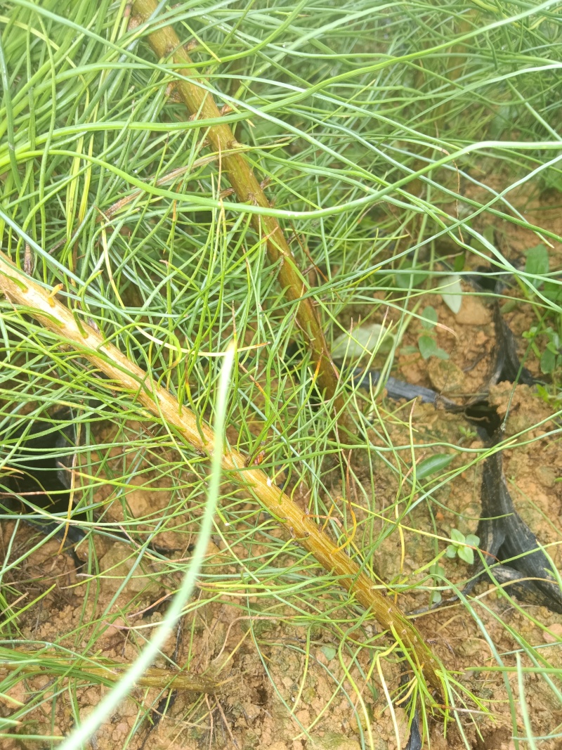 《松苗》贵州苗木基地直