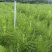《松苗》贵州苗木基地直