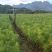 《松苗》贵州苗木基地直
