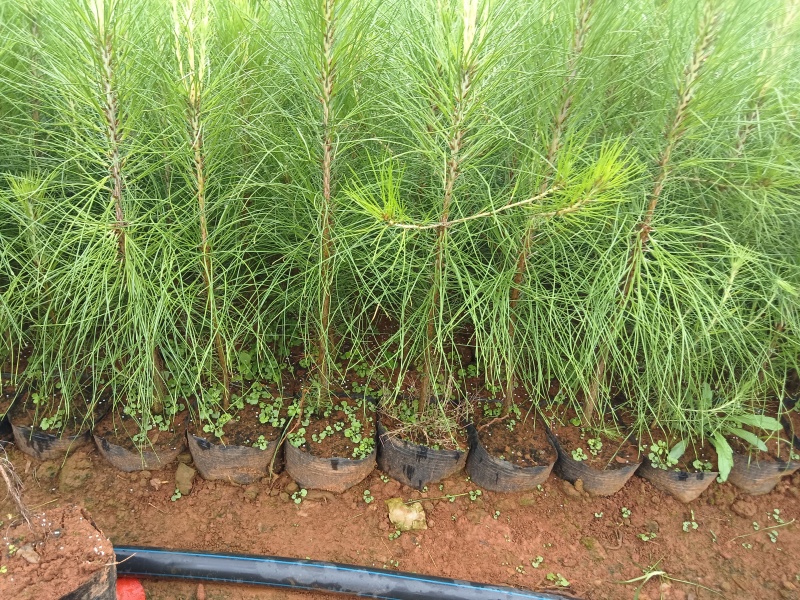 《松苗》贵州苗木基地直