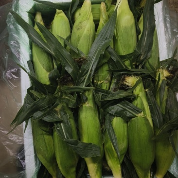 水果玉米