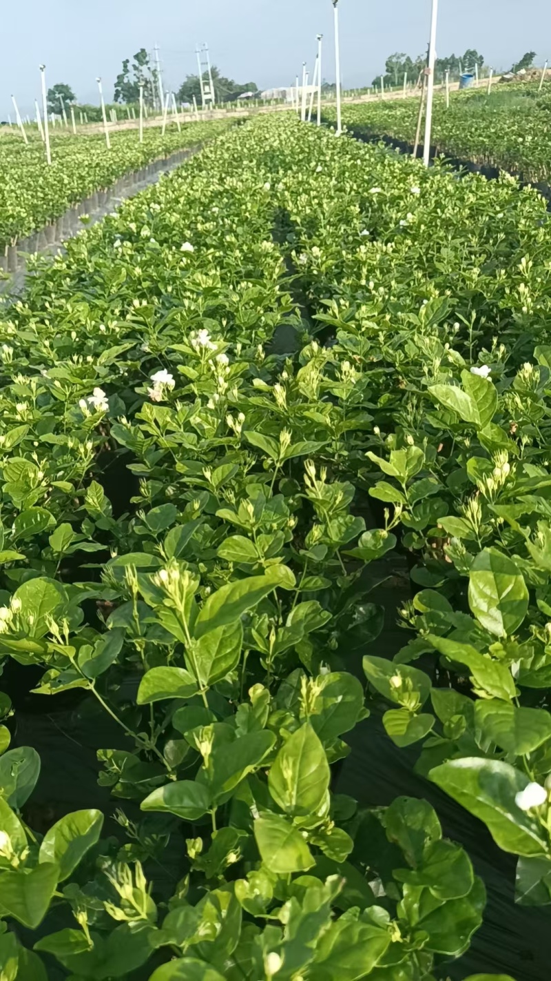 广西横县茉莉花，茉莉花基地